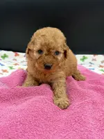 Libby, a female Poodle - Toy  for sale in Sevierville, TN – Photo 3 of 8