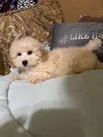 Dickens, a male Poodle - Toy  for sale in Sevierville, TN – Photo 8 of 8