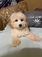 Dickens, a male Poodle - Toy  for sale in Sevierville, TN – Photo 7 of 8