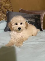 Dickens, a male Poodle - Toy  for sale in Sevierville, TN – Photo 2 of 8