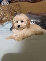 Dickens, a male Poodle - Toy  for sale in Sevierville, TN – Photo 3 of 8