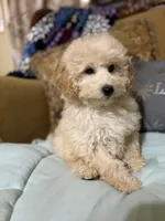 Dickens, a male Poodle - Toy  for sale in Sevierville, TN – Photo 5 of 8