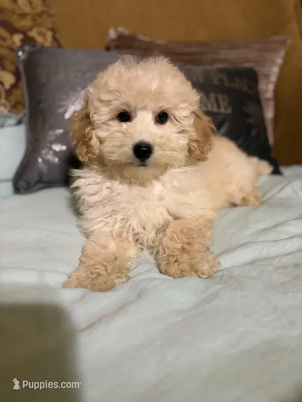 Dickens – Poodle - Toy  puppy for sale in Sevierville, TN