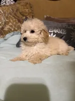 Dickens, a male Poodle - Toy  for sale in Sevierville, TN – Photo 4 of 8