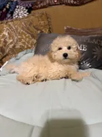 Dickens, a male Poodle - Toy  for sale in Sevierville, TN – Photo 6 of 8