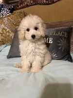 Tucker, a male Poodle - Toy  for sale in Sevierville, TN – Photo 4 of 6