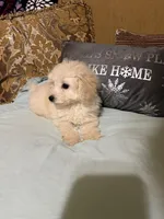 Tucker, a male Poodle - Toy  for sale in Sevierville, TN – Photo 5 of 6