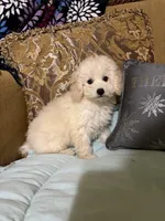 Tucker, a male Poodle - Toy  for sale in Sevierville, TN – Photo 6 of 6