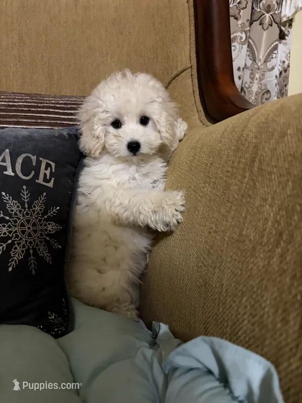 Tucker – Poodle - Toy  puppy for sale in Sevierville, TN