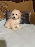 Tucker, a male Poodle - Toy  for sale in Sevierville, TN – Photo 3 of 6