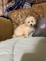 Tucker, a male Poodle - Toy  for sale in Sevierville, TN – Photo 2 of 6