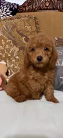 Trixy, a female Goldendoodle for sale in Sevierville, TN – 7 of 8