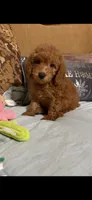 Trixy, a female Goldendoodle for sale in Sevierville, TN – 4 of 8