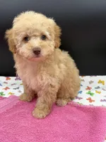 Macey, a female Poodle - Toy  for sale in Sevierville, TN – Photo 2 of 3