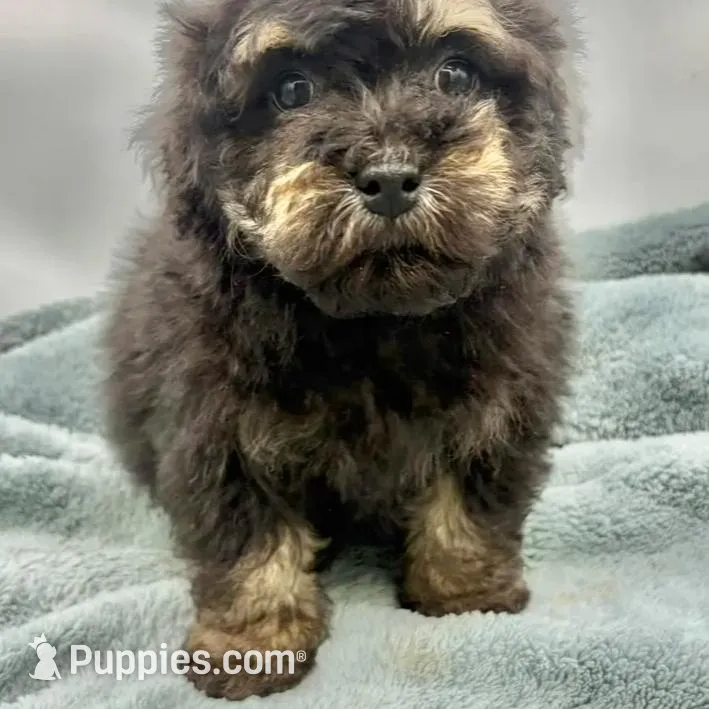 Remi, a male Poodle - Toy  for sale in Sevierville, TN – Photo 2 of 8