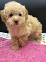 Macey, a female Poodle - Toy  for sale in Sevierville, TN – Photo 1 of 3