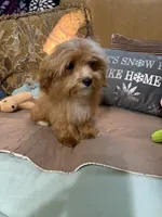 Rocky, a male Goldendoodle for sale in Sevierville, TN – Photo 1 of 4