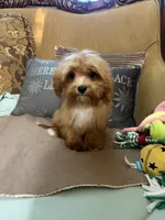 Rocky, a male Goldendoodle for sale in Sevierville, TN – Photo 2 of 4