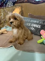 Rocky, a male Goldendoodle for sale in Sevierville, TN – Photo 4 of 4