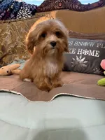 Rocky, a male Goldendoodle for sale in Sevierville, TN – Photo 3 of 4