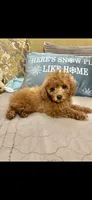 Candy, a female Poodle - Toy  for sale in Sevierville, TN – 4 of 5