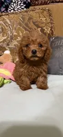 Milly, a female Goldendoodle for sale in Sevierville, TN – 3 of 9