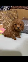 Milly, a female Goldendoodle for sale in Sevierville, TN – 4 of 9