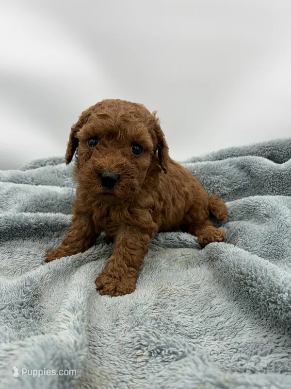 Kipper – Goldendoodle puppy for sale in Sevierville, TN