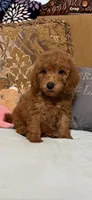 Trixy, a female Goldendoodle for sale in Sevierville, TN – 2 of 8