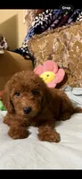 Ricco, a male Goldendoodle for sale in Sevierville, TN – 9 of 9