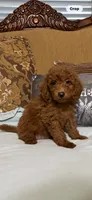 Ricco, a male Goldendoodle for sale in Sevierville, TN – 6 of 9