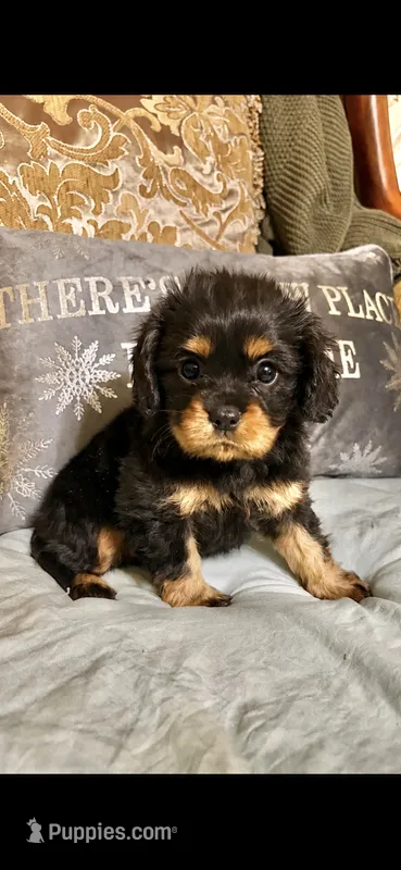 Rocky – Cavalier King Charles Spaniel puppy for sale in Sevierville, TN