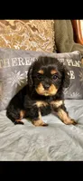 Rocky, a male Cavalier King Charles Spaniel for sale in Sevierville, TN – 1 of 1