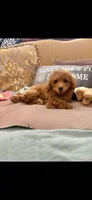 Rocky, a male Poodle - Toy  for sale in Sevierville, TN – 5 of 5