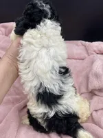 Candy, a female Poodle - Toy  for sale in Sevierville, TN – Photo 3 of 3