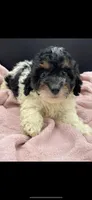 Candy, a female Poodle - Toy  for sale in Sevierville, TN – Photo 1 of 3