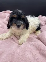 Candy, a female Poodle - Toy  for sale in Sevierville, TN – Photo 2 of 3