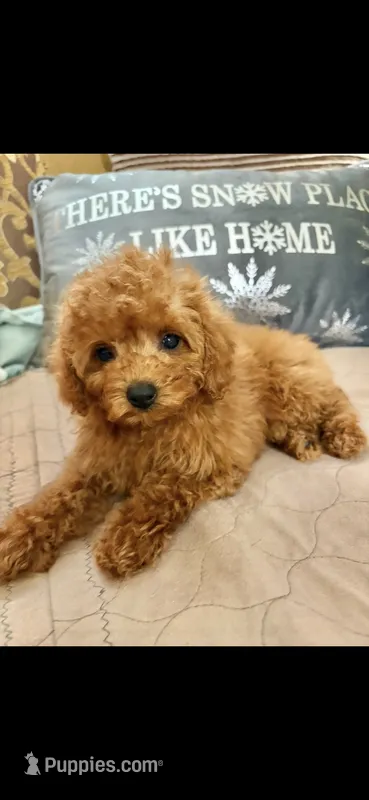Candy – Poodle - Toy  puppy for sale in Sevierville, TN