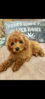 Candy, a female Poodle - Toy  for sale in Sevierville, TN – 1 of 5