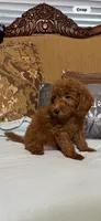 Ricco, a male Goldendoodle for sale in Sevierville, TN – 4 of 9