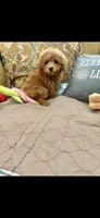 Rocky, a male Poodle - Toy  for sale in Sevierville, TN – 2 of 5