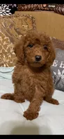 Ricco, a male Goldendoodle for sale in Sevierville, TN – 3 of 9