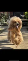 Cooper, a male Poodle - Standard  for sale in Sevierville, TN – Photo 2 of 3