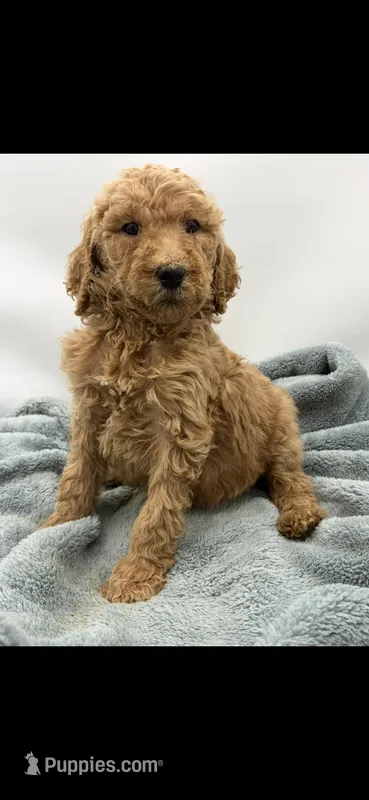 Cooper – Poodle - Standard  puppy for sale in Sevierville, TN