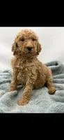 Cooper, a male Poodle - Standard  for sale in Sevierville, TN – Photo 1 of 3