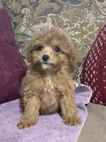 Brandy, a female Miniature Goldendoodle for sale in Sevierville, TN – Photo 2 of 5