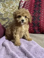 Brandy, a female Miniature Goldendoodle for sale in Sevierville, TN – Photo 1 of 5