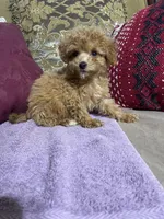 Brandy, a female Miniature Goldendoodle for sale in Sevierville, TN – Photo 3 of 5