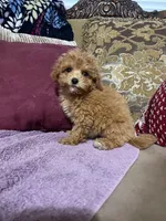 Brandy, a female Miniature Goldendoodle for sale in Sevierville, TN – Photo 5 of 5