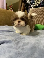 Pogo, a male Shih Tzu for sale in Sevierville, TN – Photo 10 of 10